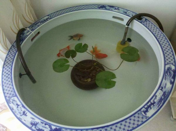陶瓷缸怎么養錦鯉